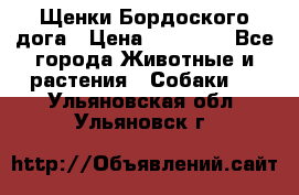 Щенки Бордоского дога › Цена ­ 60 000 - Все города Животные и растения » Собаки   . Ульяновская обл.,Ульяновск г.